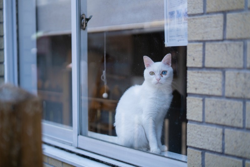 温泉街の家の窓辺でくつろぐ白い猫
